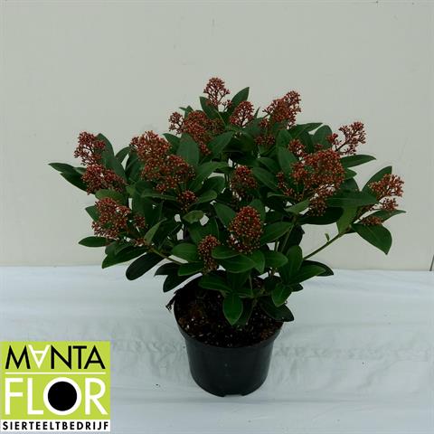 Bilde av SKIMMIA JAP. RUBELLA-Spanne Plantesalg