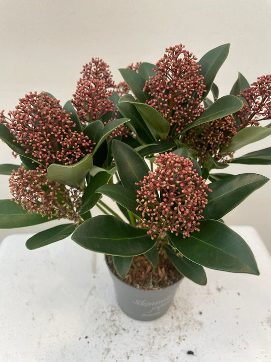 Bilde av Skimmia jap. Rubella-Spanne Plantesalg