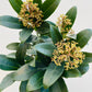 Bilde av Skimmia jap. Rubella-Spanne Plantesalg