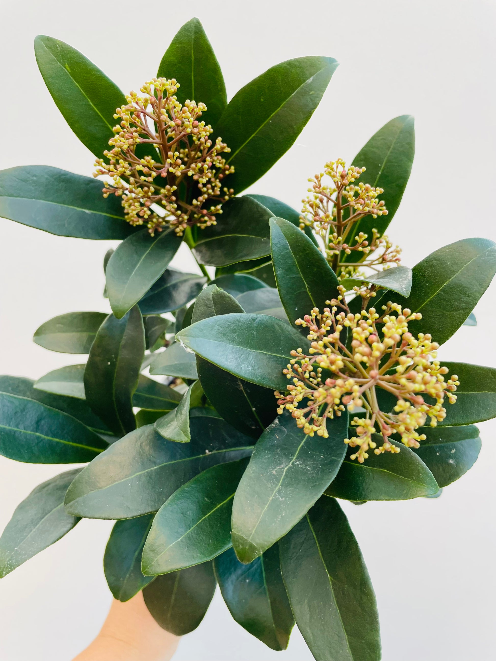 Bilde av Skimmia jap. Rubella-Spanne Plantesalg