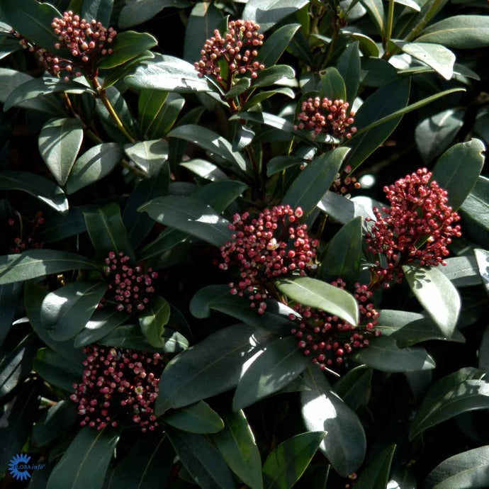 Bilde av Skimmia japonica 'Rubella'-Spanne Plantesalg