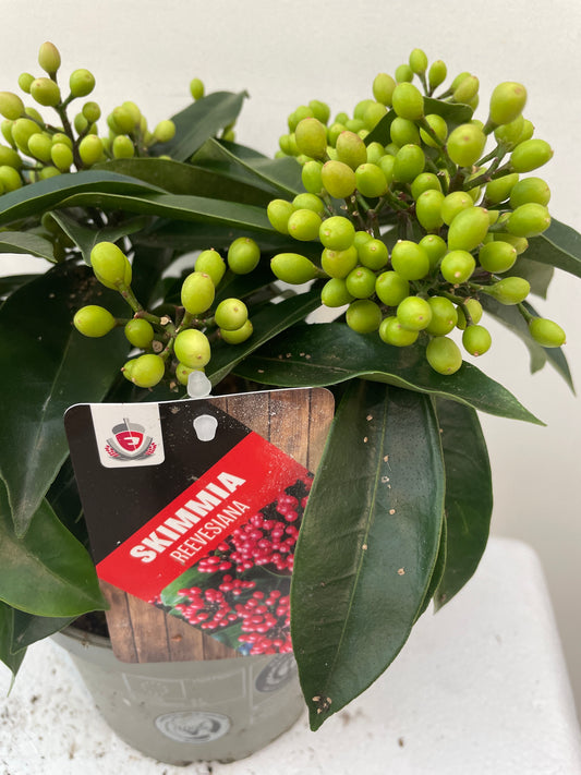 Bilde av Skimmia reevesiana-Spanne Plantesalg