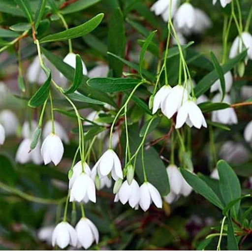 Bilde av Sollya heterophylla 'Alba'-Spanne Plantesalg