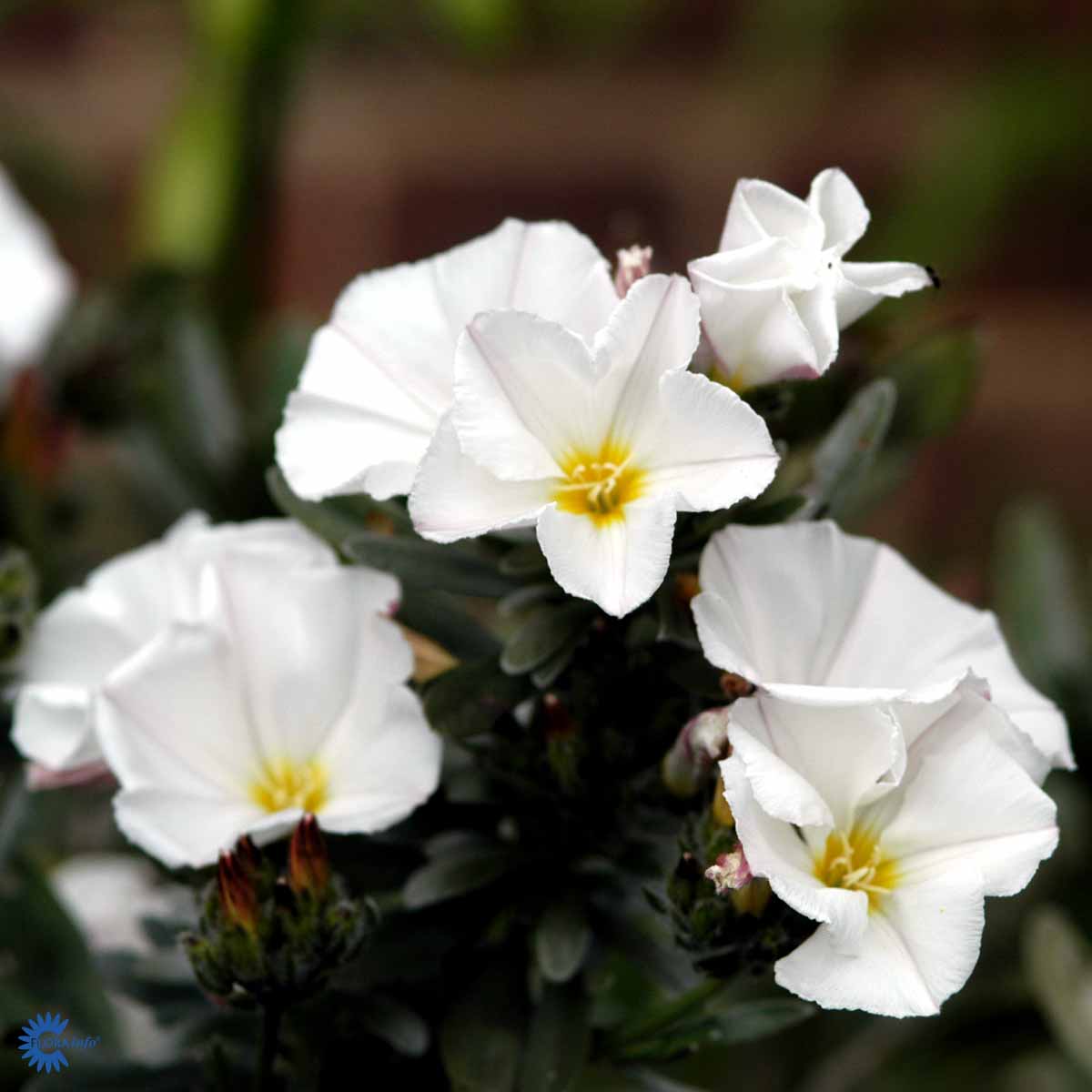 Bilde av Convolvulus cneorum-Spanne Plantesalg