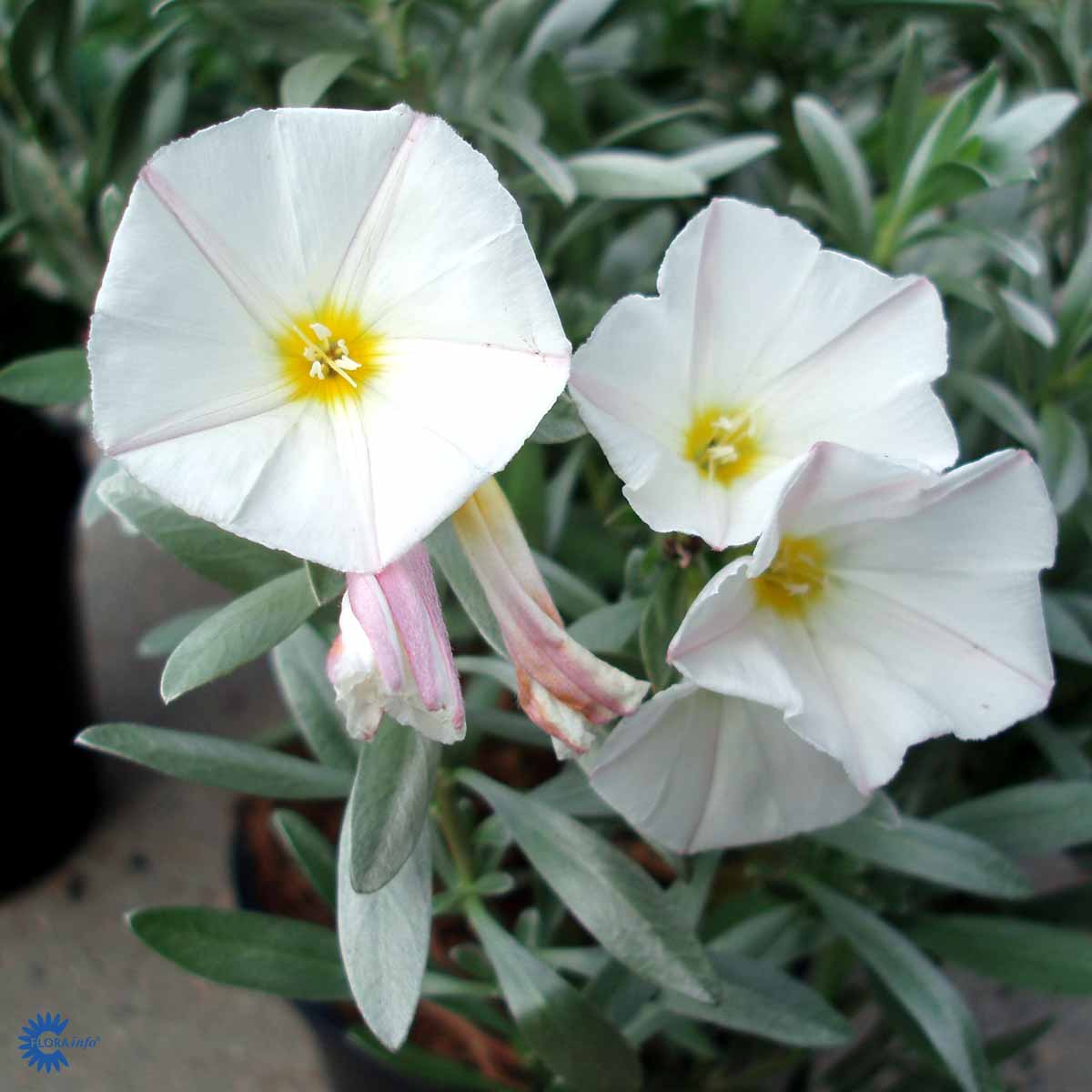 Bilde av Convolvulus cneorum-Spanne Plantesalg