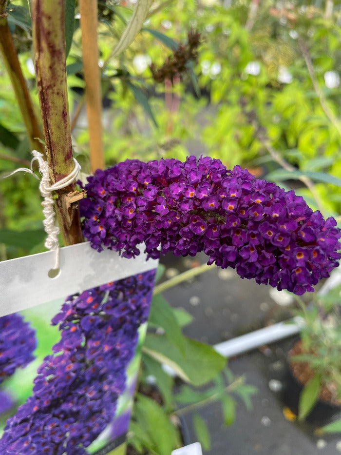 Bilde av Buddleja dav. 'Black Knight'-Spanne Plantesalg