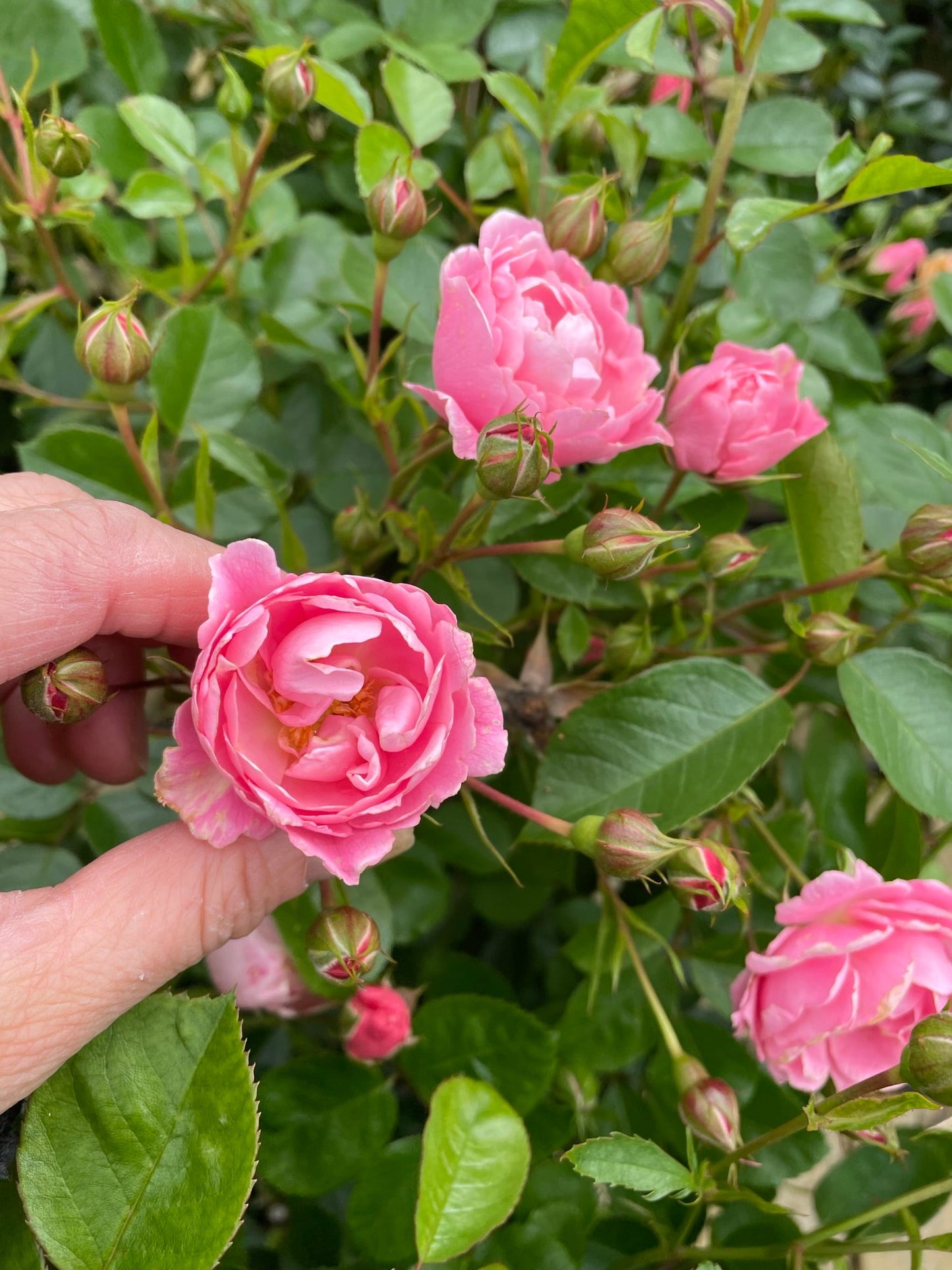 Bilde av Sommerwind-Spanne Plantesalg