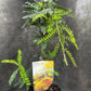 Bilde av Sophora micr. Sun King ('Hilsop' ®)-Spanne Plantesalg