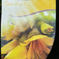 Bilde av Sophora micr. Sun King ('Hilsop' ®)-Spanne Plantesalg