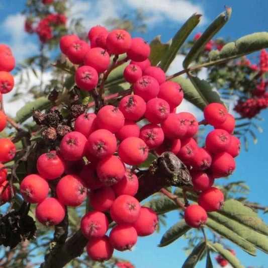 Bilde av Sorbus 'Eastern Promise'-Spanne Plantesalg