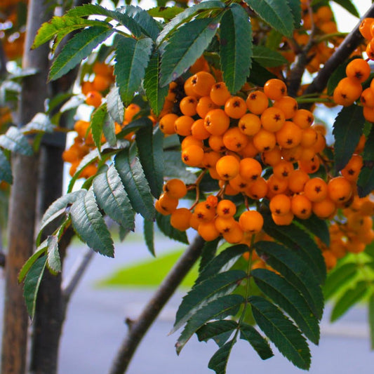 Bilde av Sorbus 'Sunshine'-Spanne Plantesalg