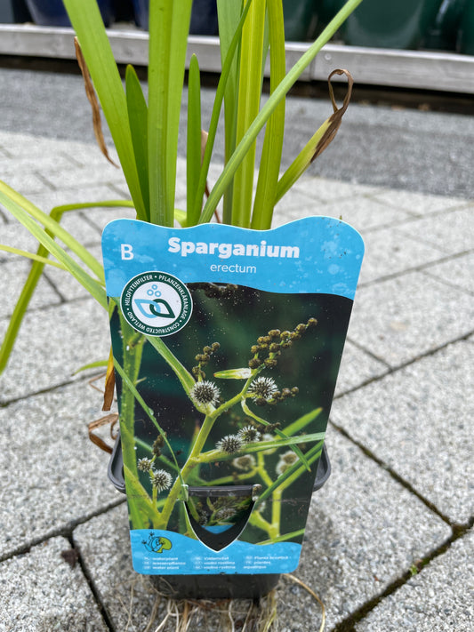 Bilde av Sparganium erectum-Spanne Plantesalg