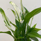 Bilde av Spathiphyllum ‘Pearl Cupido’-Spanne Plantesalg