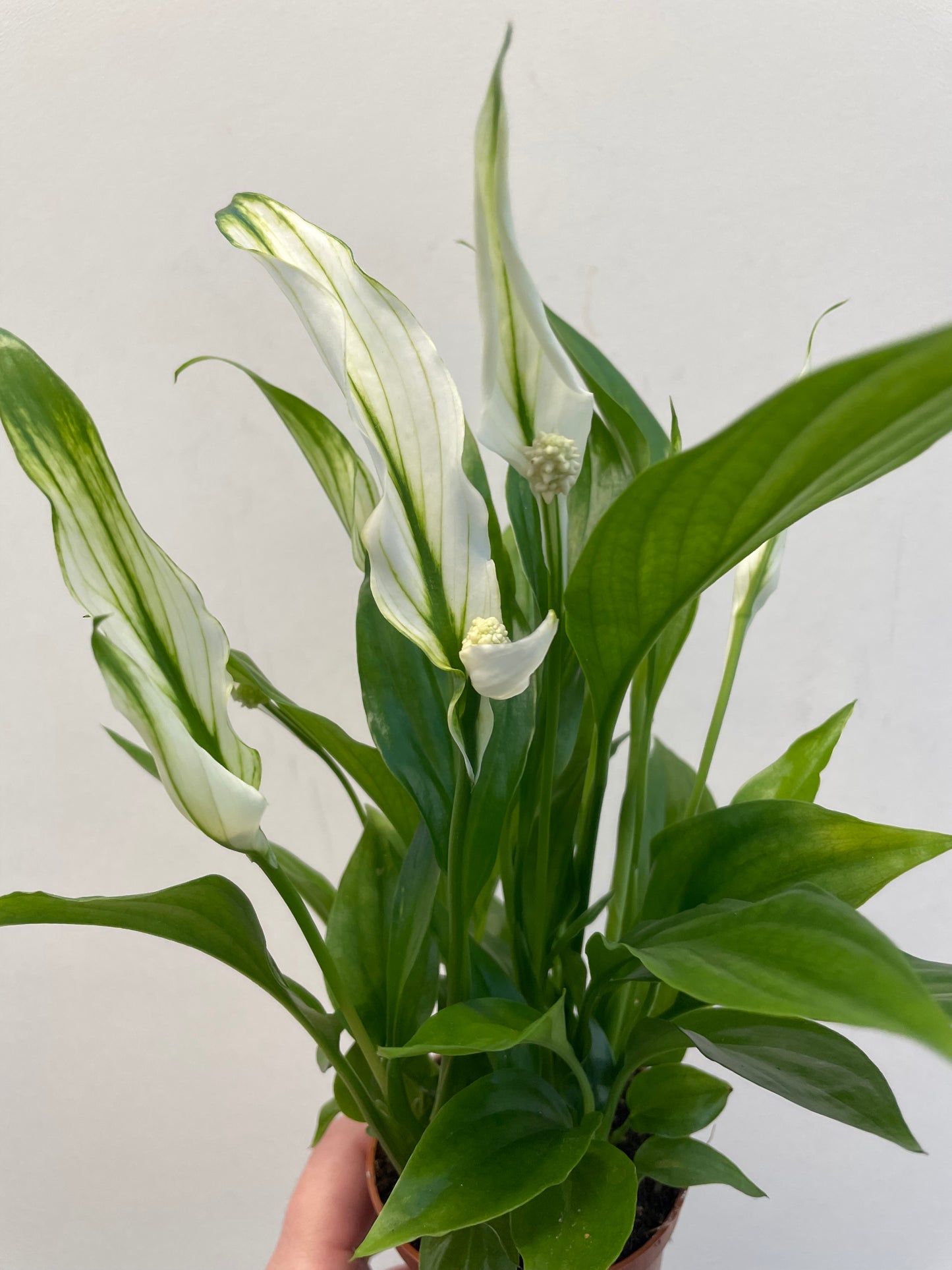 Bilde av Spathiphyllum ‘Pearl Cupido’-Spanne Plantesalg