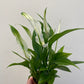 Bilde av Spathiphyllum ‘Pearl Cupido’-Spanne Plantesalg