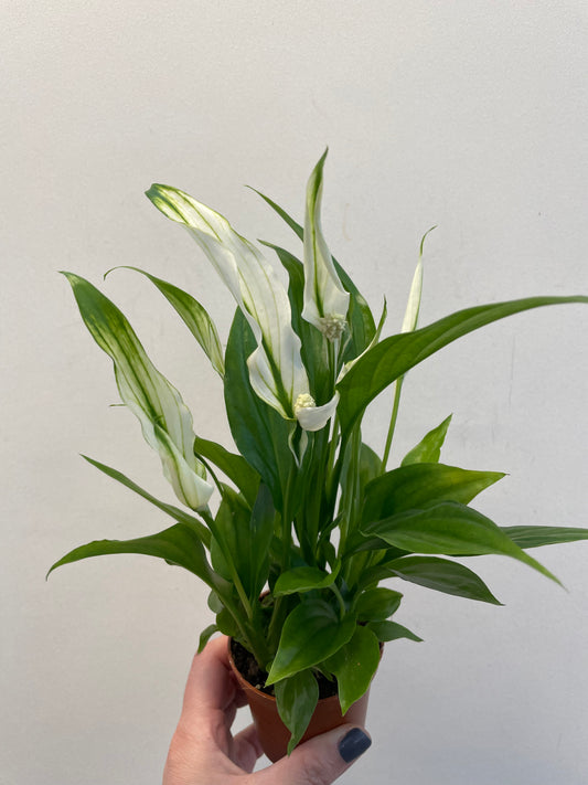 Bilde av Spathiphyllum ‘Pearl Cupido’-Spanne Plantesalg