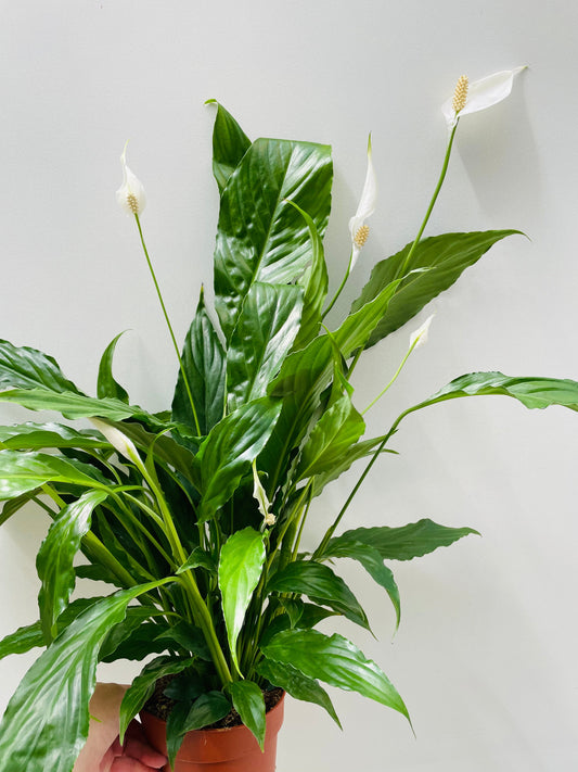 Bilde av Spathiphyllum ‘Sweet Chico’ 16 cm potte-Spanne Plantesalg