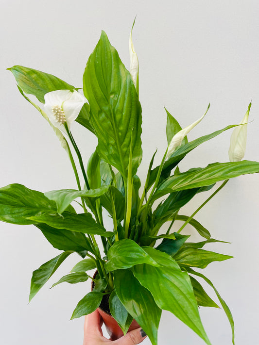 Bilde av Spathiphyllum ‘Torelli’-Spanne Plantesalg