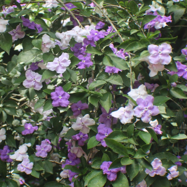 Bilde av Brunsfelsia pauciflora-Spanne Plantesalg