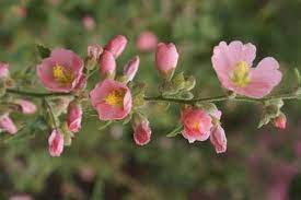 Bilde av SPHAERALCEA CHARMEUSE-Spanne Plantesalg