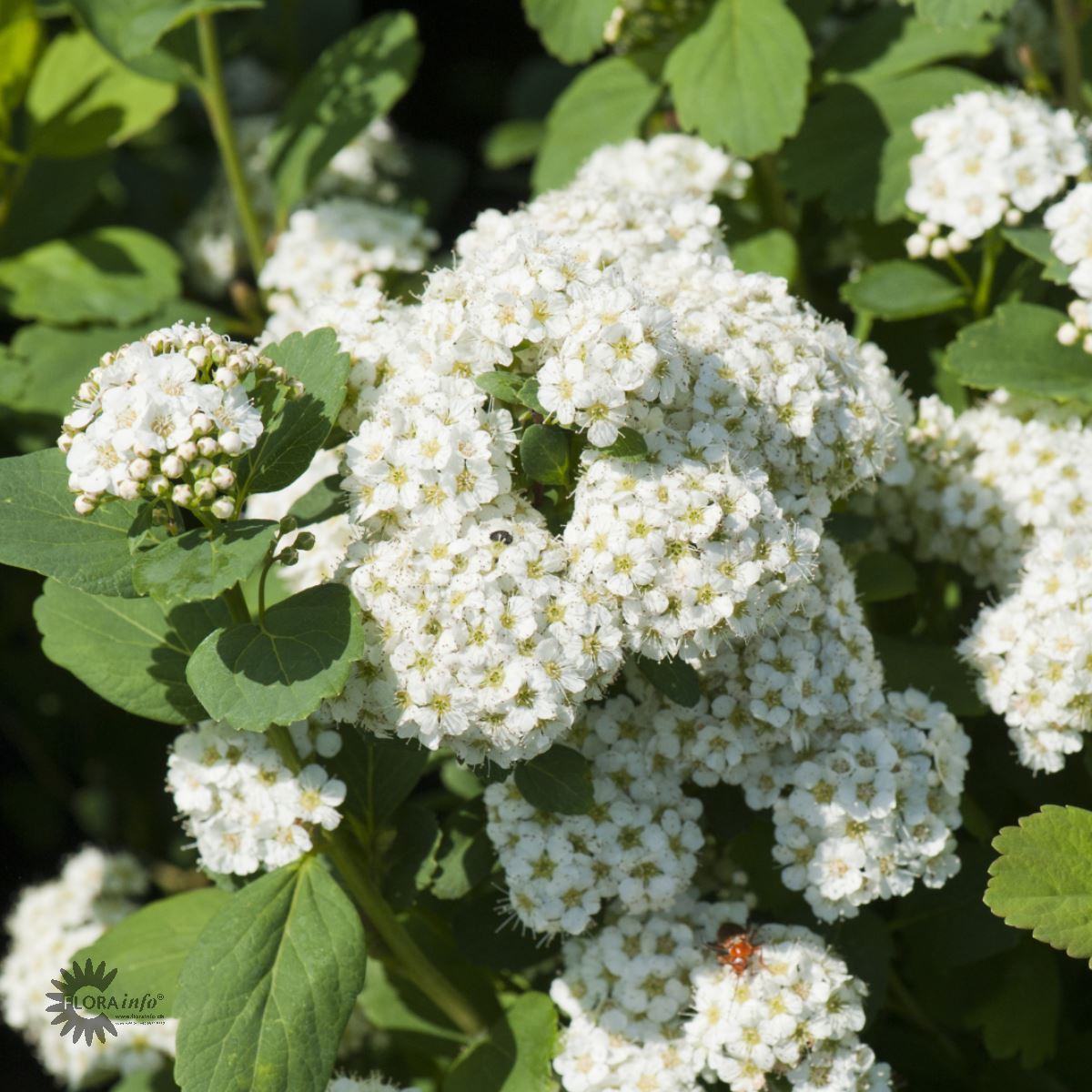 Bilde av Spiraea betulifolia 'Tor'-Spanne Plantesalg