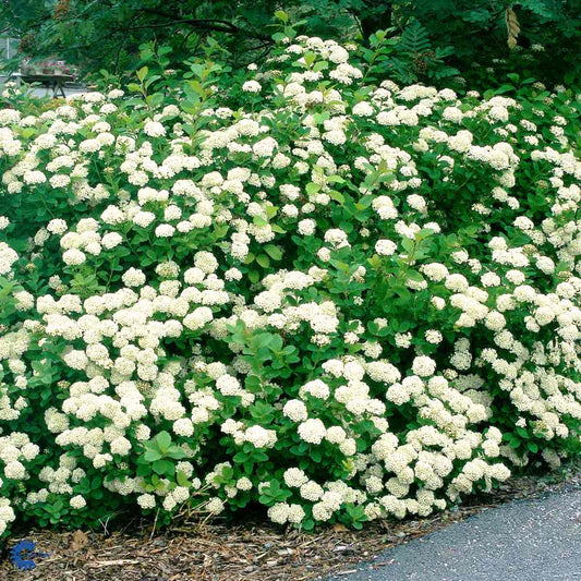 Bilde av Spiraea betulifolia-Spanne Plantesalg