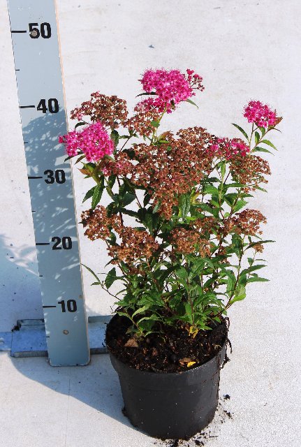 Bilde av SPIRAEA JAPONICA ANTHONY WATERER-Spanne Plantesalg