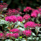 Bilde av Spiraea bumalda 'Anthony Waterer'-Spanne Plantesalg