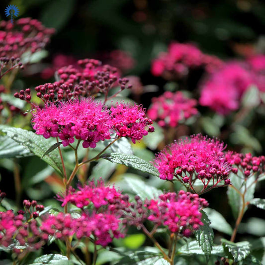 Bilde av Spiraea bumalda 'Anthony Waterer'-Spanne Plantesalg