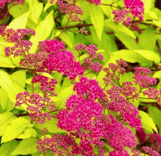 Bilde av SPIRAEA JAPONICA GOLDFLAME-Spanne Plantesalg