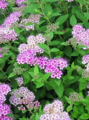 Bilde av SPIRAEA JAPONICA LITTLE PRINCESS-Spanne Plantesalg