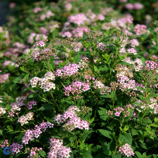 Bilde av Spiraea japonica 'Little Princess'-Spanne Plantesalg