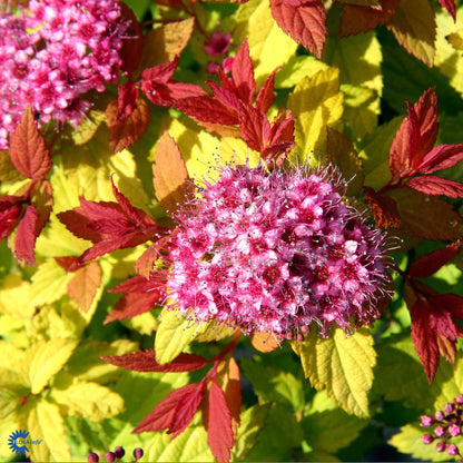 Bilde av Spiraea japonica 'Magic Carpet'-Spanne Plantesalg