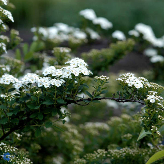 Bilde av Spiraea nipponica 'Snowmound'-Spanne Plantesalg