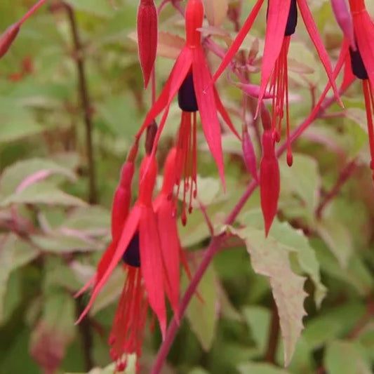 Bilde av Fuchsia magel. 'Variegata'-Spanne Plantesalg