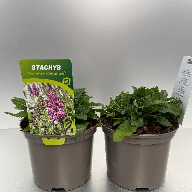 Bilde av STACHYS SUMMER ROMANCE-Spanne Plantesalg