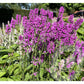 Bilde av Stachys Summer Romance-Spanne Plantesalg