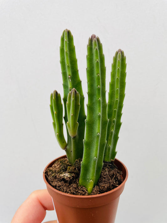 Bilde av Stapelia leendertziae-Spanne Plantesalg