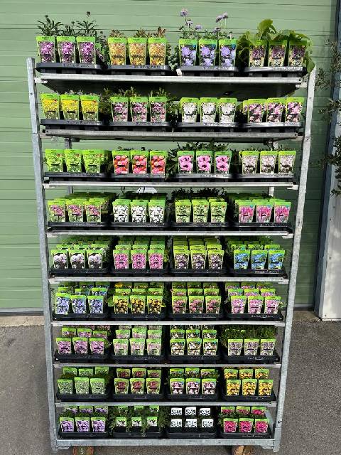 Bilde av Staude Mix-Spanne Plantesalg