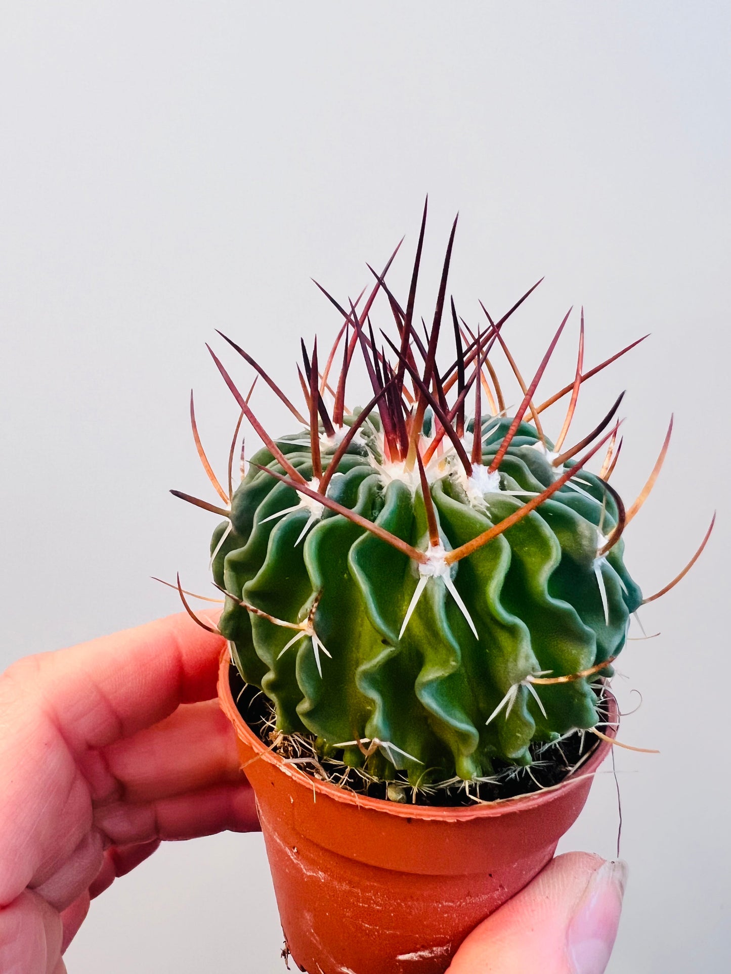 Bilde av Stenocactus multicostatus 5 cm potte-Spanne Plantesalg