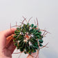 Bilde av Stenocactus multicostatus 5 cm potte-Spanne Plantesalg