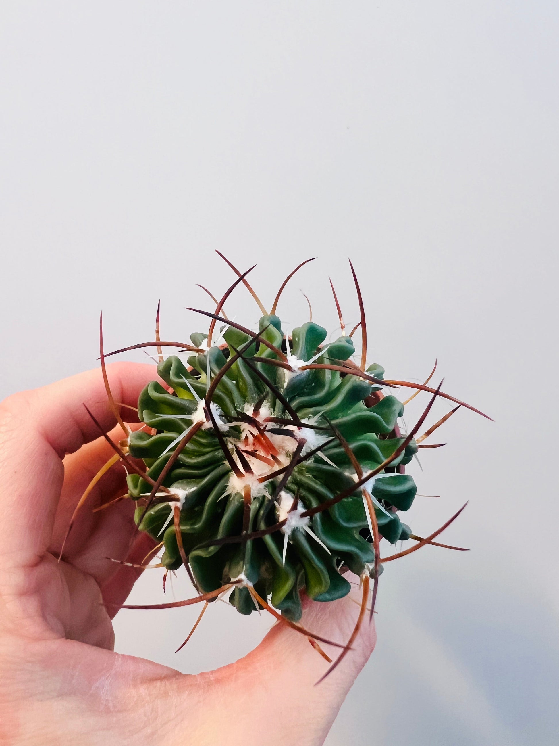 Bilde av Stenocactus multicostatus 5 cm potte-Spanne Plantesalg