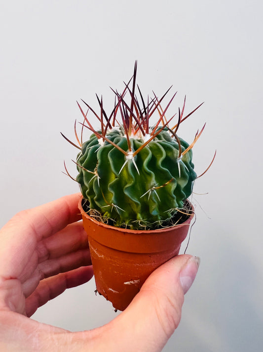 Bilde av Stenocactus multicostatus 5 cm potte-Spanne Plantesalg