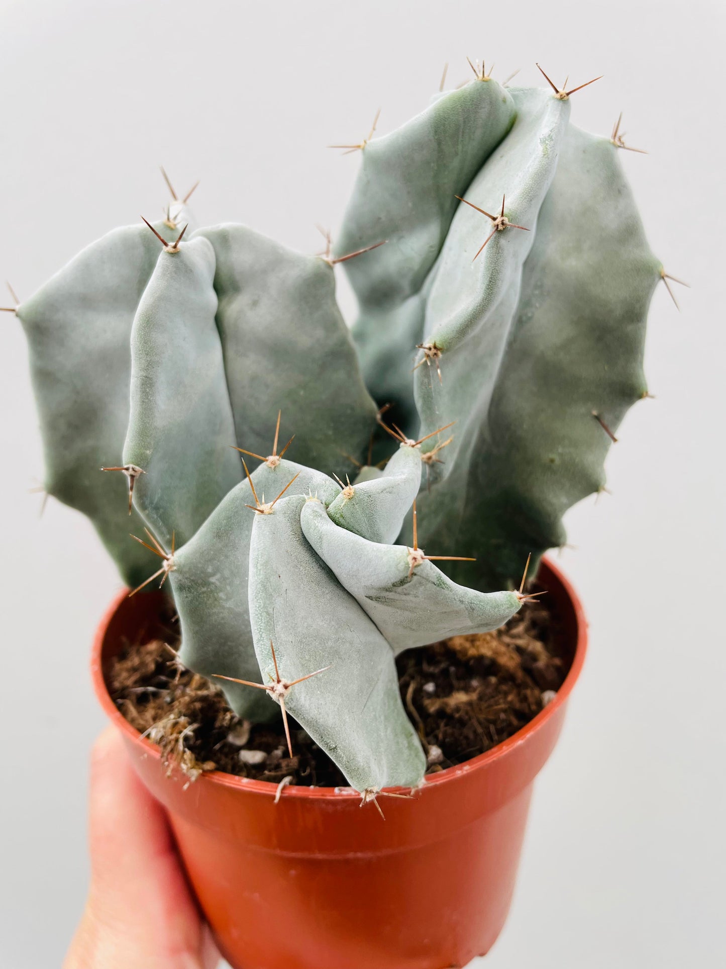 Bilde av Stenocereus pruinosus-Spanne Plantesalg