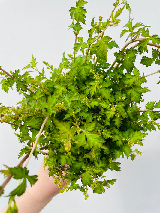 Bilde av Stephanandra incisa ‘Crispa’-Spanne Plantesalg