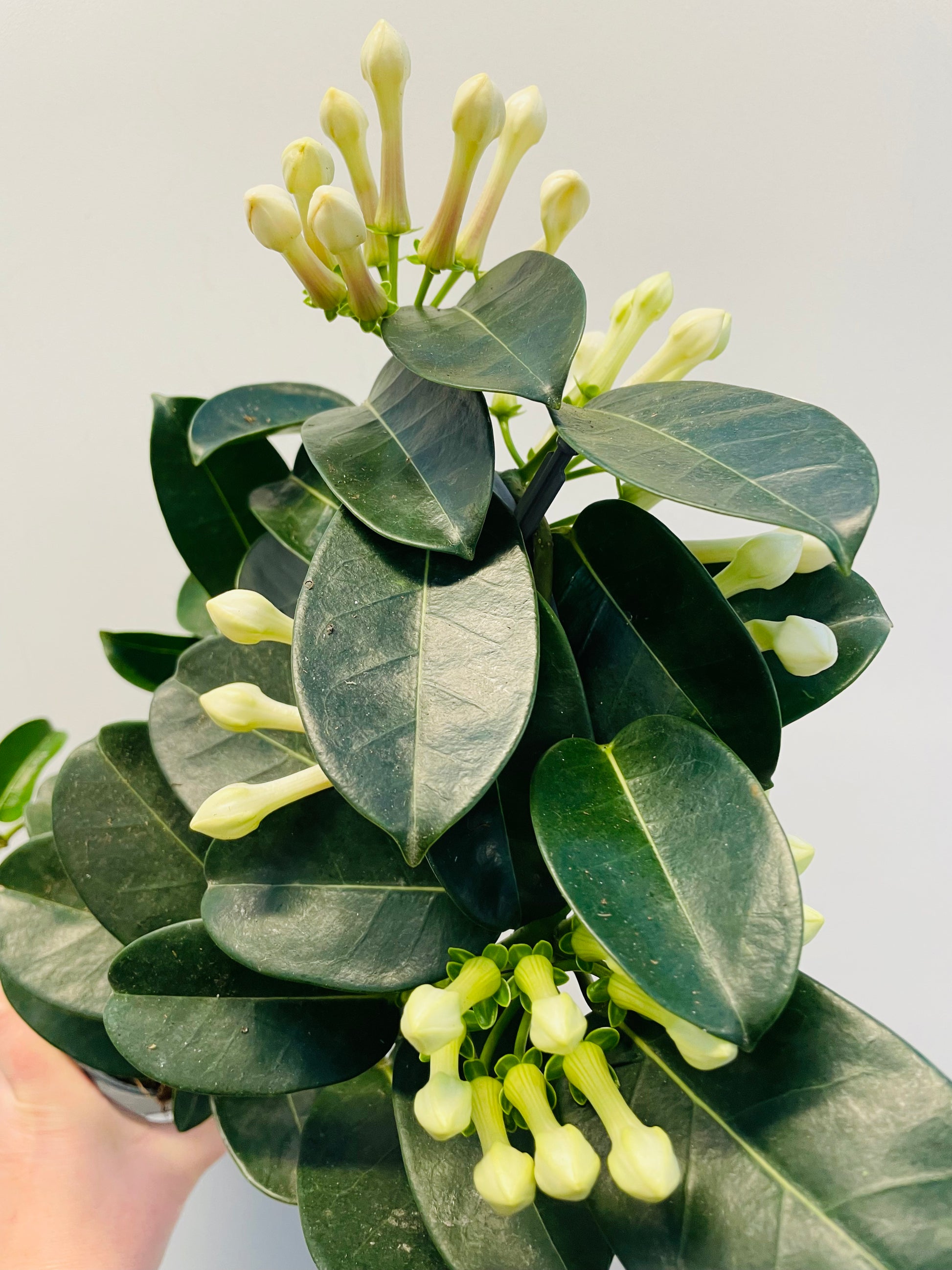 Bilde av Stephanotis floribunda-Spanne Plantesalg