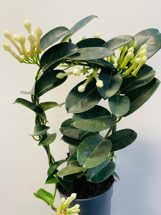 Bilde av Stephanotis floribunda-Spanne Plantesalg