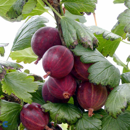 Bilde av Stikkelsbær Ribes Hinnonmäki Röd stamme-Spanne Plantesalg