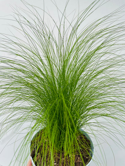 Bilde av Stipa tenacissima ‘Pony Tails’-Spanne Plantesalg