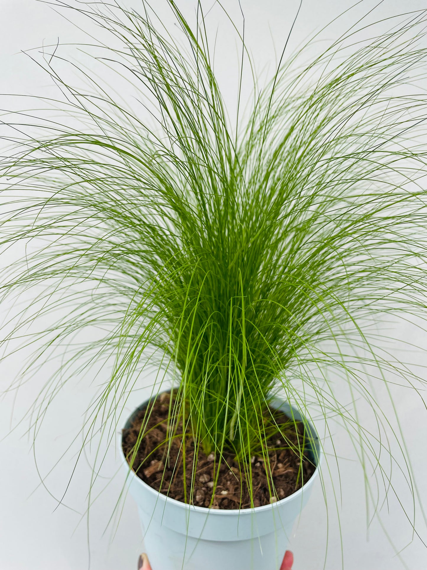 Bilde av Stipa tenacissima ‘Pony Tails’-Spanne Plantesalg